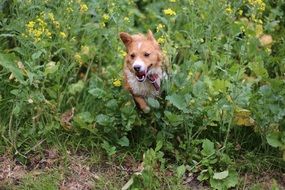 Pumba Dog running in green meadow
