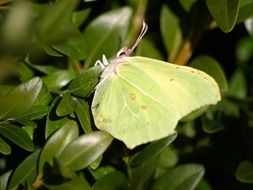 yellow butterfly on green leaves in spring