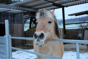 Beautiful and colorful horse in winter