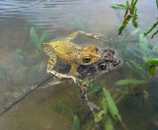 two toads in the pond
