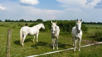 beautiful and cute Horses Mold