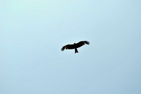 extraordinarily beautiful Eagle Flying