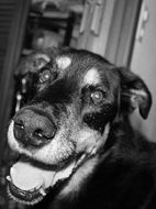 face of a friendly dog in monochrome