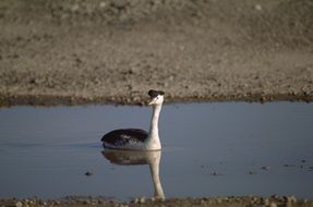 western grebe in the pond