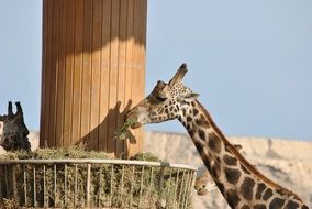 giraffe near the food bowl