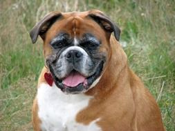 dog boxer on a background of green grass