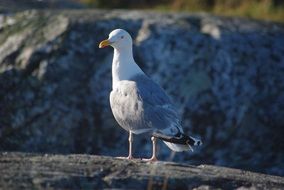 white and grey Seagull stays on rock at wild