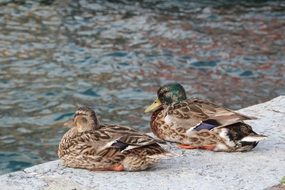 two ducks on the promenade on the banks of the pond