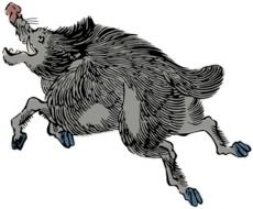 angry wild Boar running away, illustration