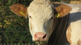 beige calf with a yellow stigma