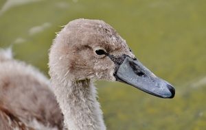 portrait of a young swan