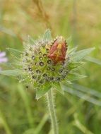 red insect on the summer flower