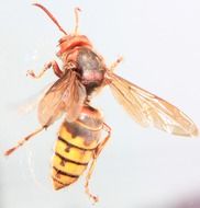 climbing wasp