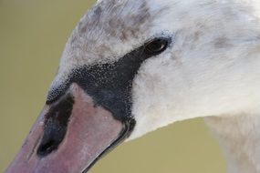 Portrait of the swan in the river