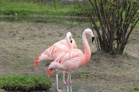 Exotic Pink Flamingoes