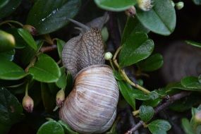 snail on a plant in the game of light and shadow