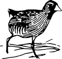 Bird Rail Species Wetland