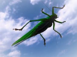 Tettigonia Viridissima