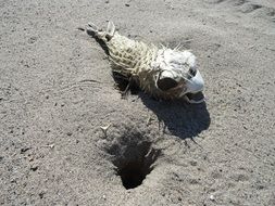 dead puffer fish in the sand