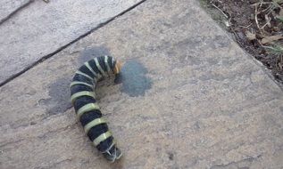 striped caterpillar