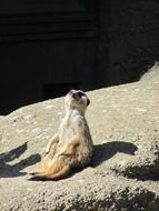 Meerkat Animal