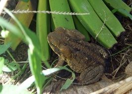 Toad on ground, Australia