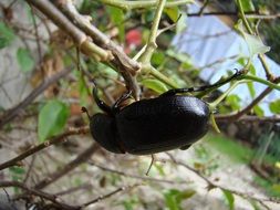 black beetle on a branch of a bush