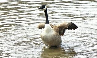 Geese in Canada in the spring time