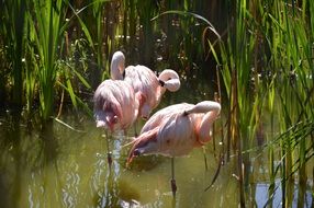three flamingos in the pond