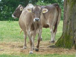 cows in an alpine meadow in bavaria