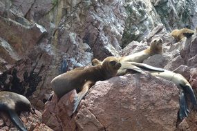 seals bask on the rocks