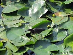 bird walks on lily leaves on a sunny day