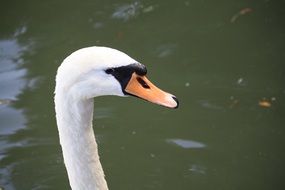 white swan head on water background