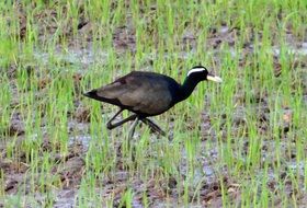 bronze-winged jacana on the paddy field