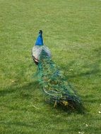 Peacock with folded tail Feather on green grass