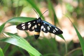 spotted black butterfly on the blade of grass