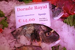 fresh dorado fish on the market