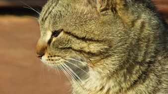 astounding Cyprus Cat