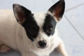 little black and white dog lies on the floor