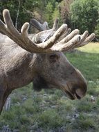 fascinating Moose Animal