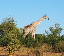 Tall giraffe in nature