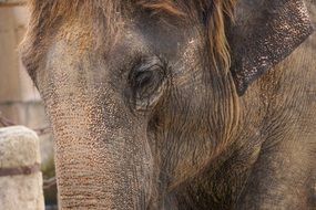 elephant face closeup