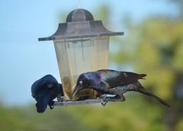 Grackles Black Birds