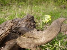 wood trunk in the shape of a elephant head