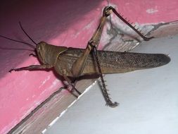 brown grasshopper on the wall close-up