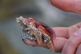 starfish on human fingers