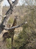 giraffe in a national park in south africa