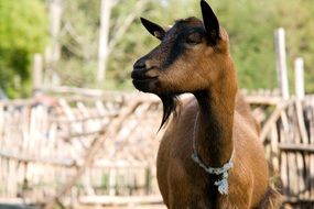brown goat near the fence