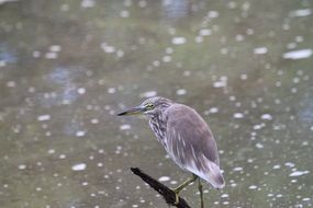 Heron Bird on Pond