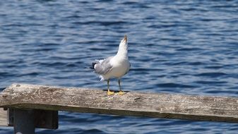 seagull with head up near sea water